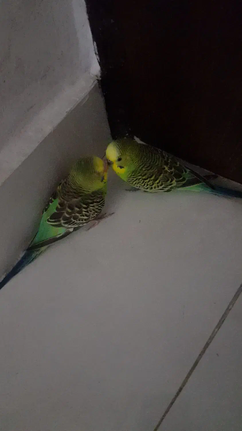 مرغ عشق دستی دوتاش فقط فقط ۴۵۰۰ تخفیفم میدم|پرنده|آستارا, |دیوار