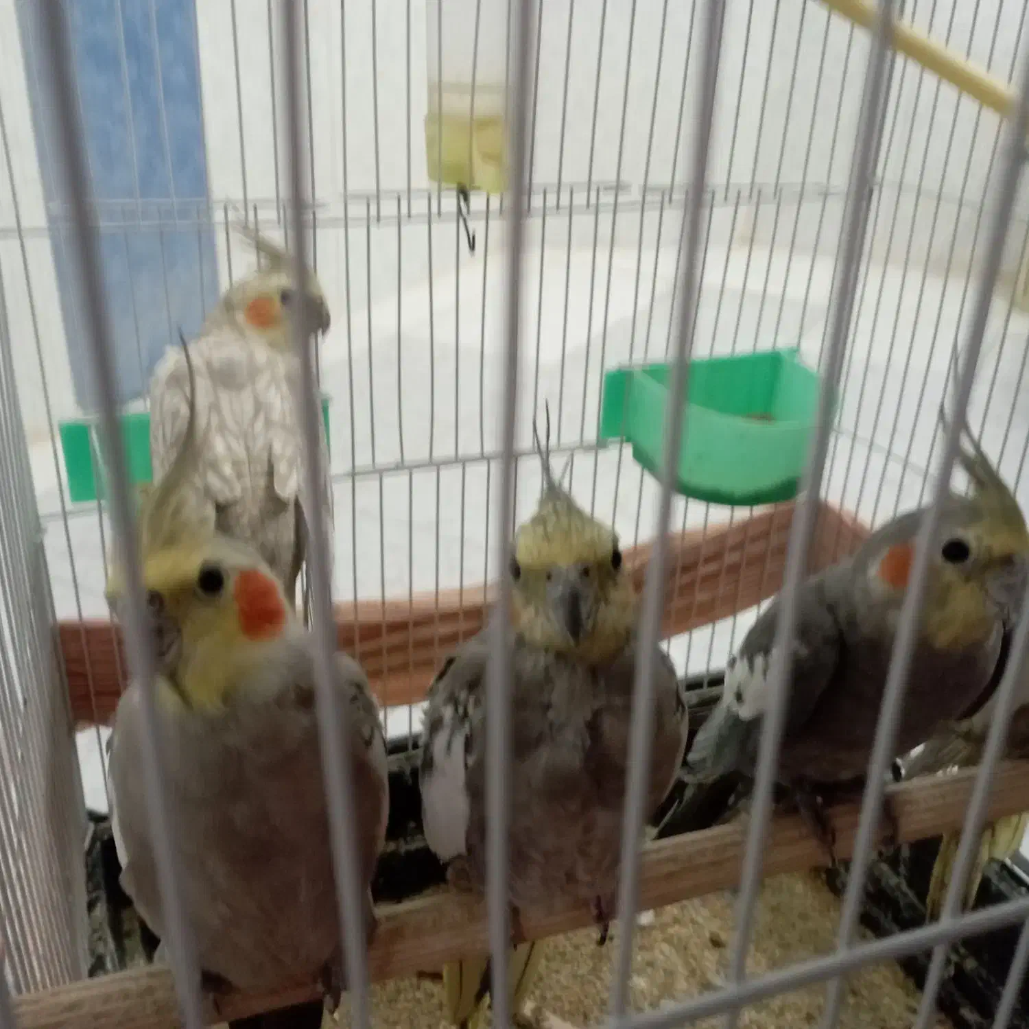 عروس هلندی|پرنده|مشهد, ویلاشهر|دیوار