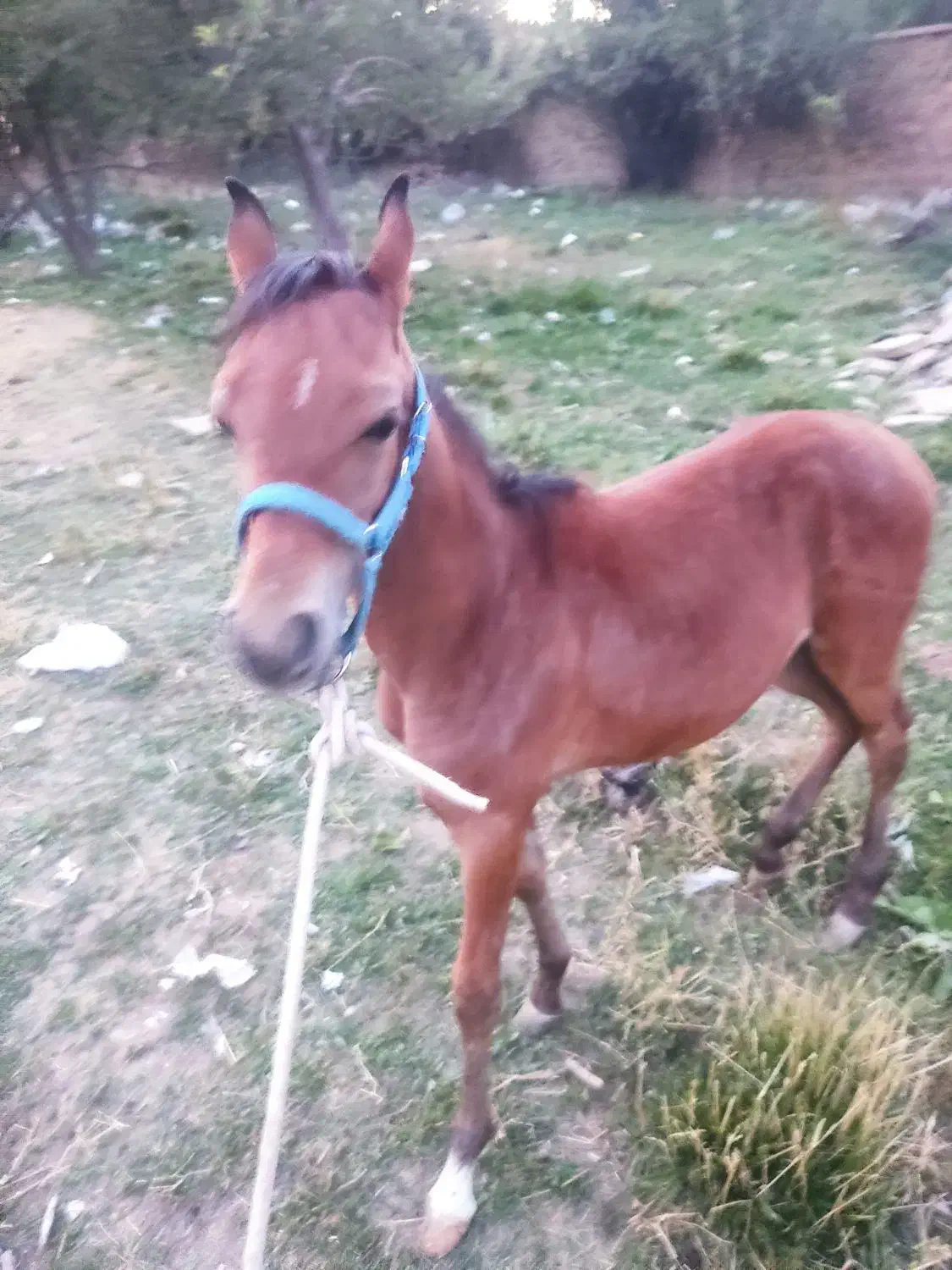 فروش کره ماده دوسر عرب پنج ماه|اسب و تجهیزات اسبسواری|سپیدان, |دیوار