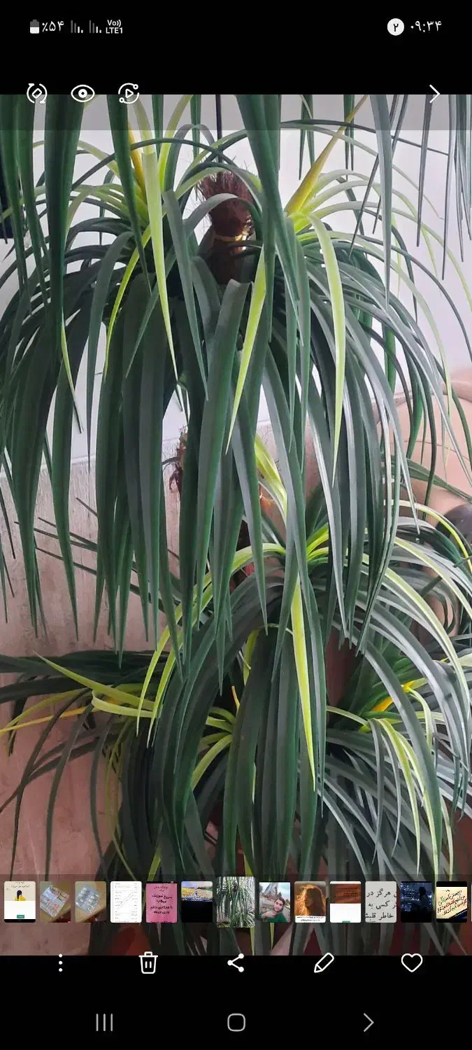 گل مصنوعی|گل مصنوعی|فسا, |دیوار