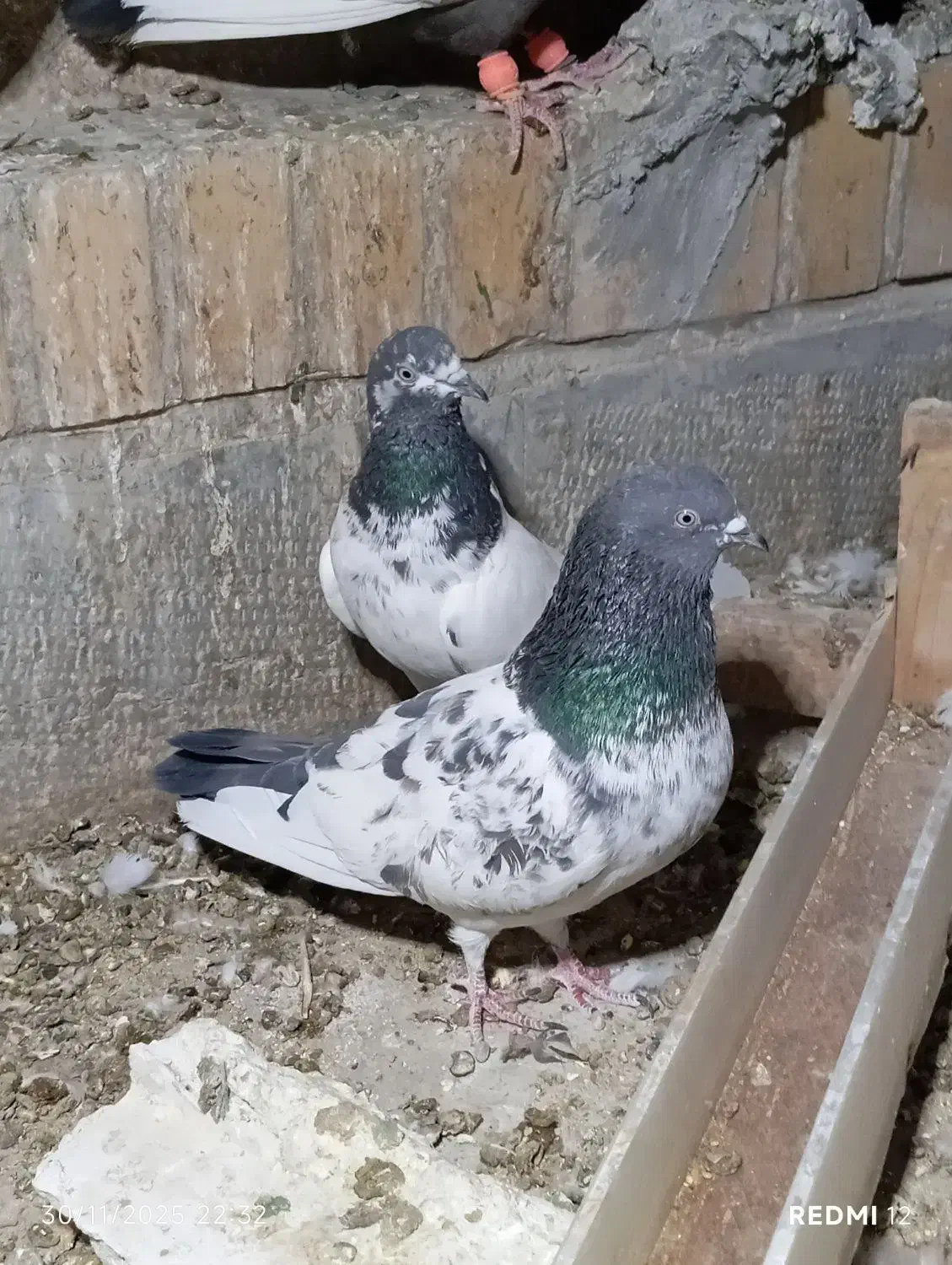 نر و ماده ظمانت تخم جوجه|پرنده|نیک شهر, |دیوار