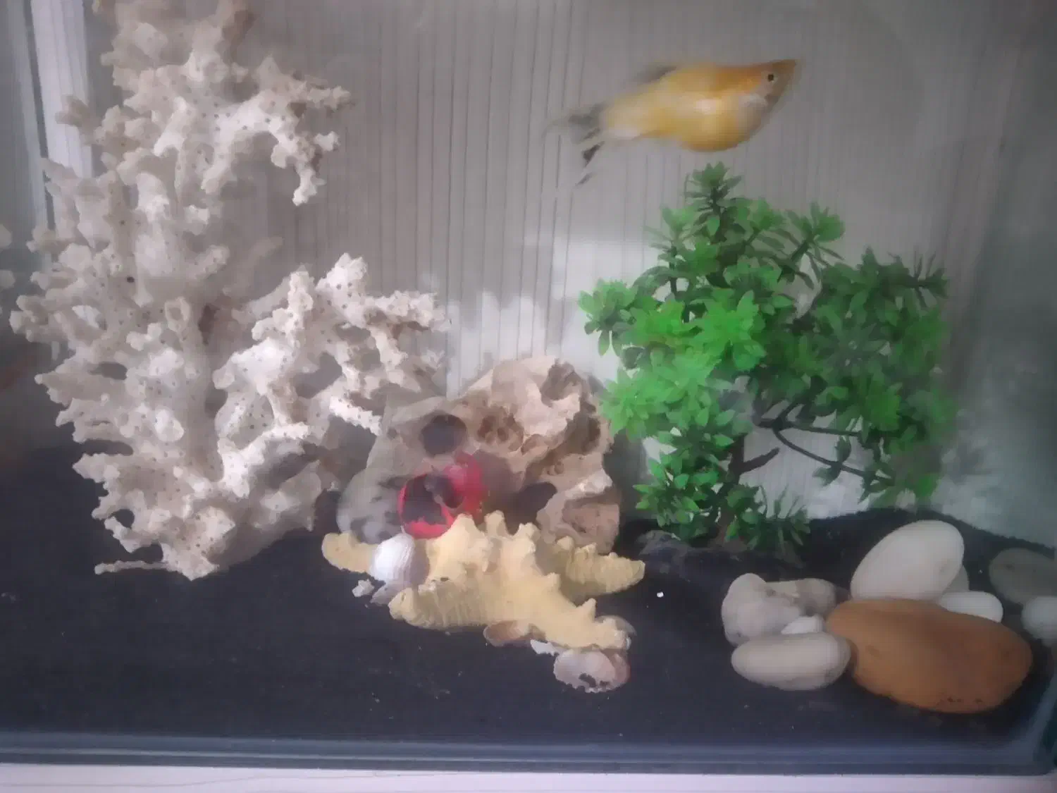 اکواریوم شیشه خم با کل لوازم|ماهی|نسیم‌شهر, |دیوار