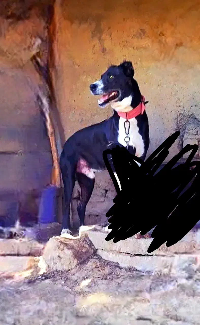 سگ قدرجونی|سگ|رامهرمز, |دیوار