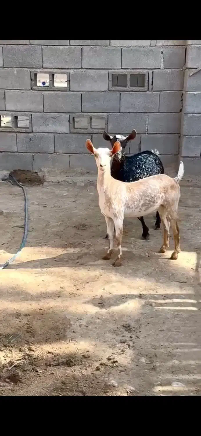 صلاله عربی|حیوانات مزرعه|بندر کنگان, |دیوار