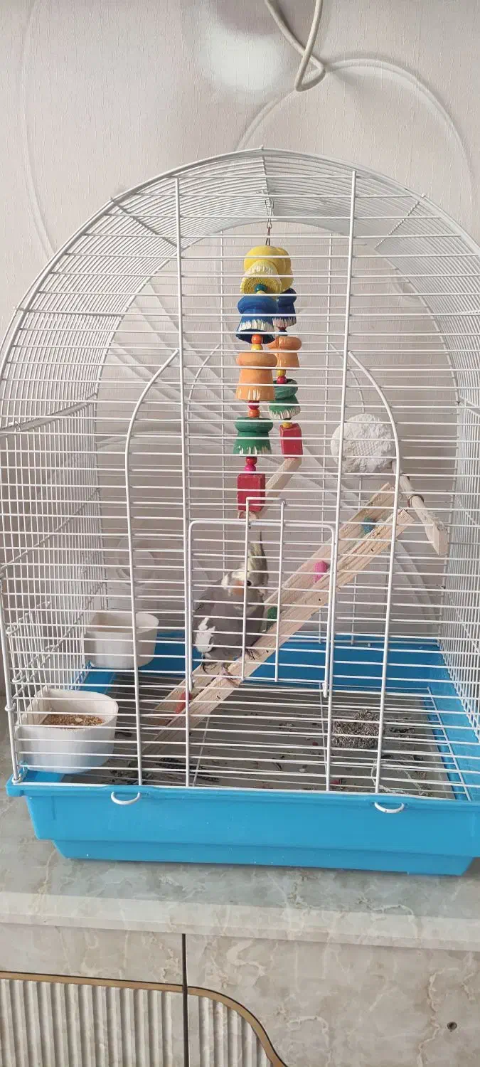 یک عدد عروس هلندی نر با قفس|پرنده|کرج, شهرک فهمیده|دیوار