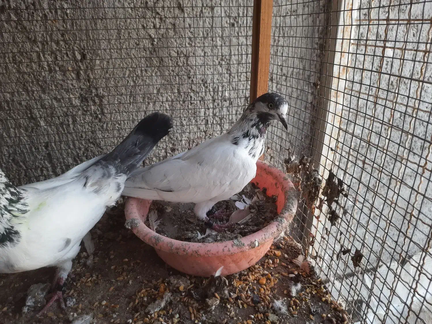 کبوتر پینتس|پرنده|بندرعباس, |دیوار