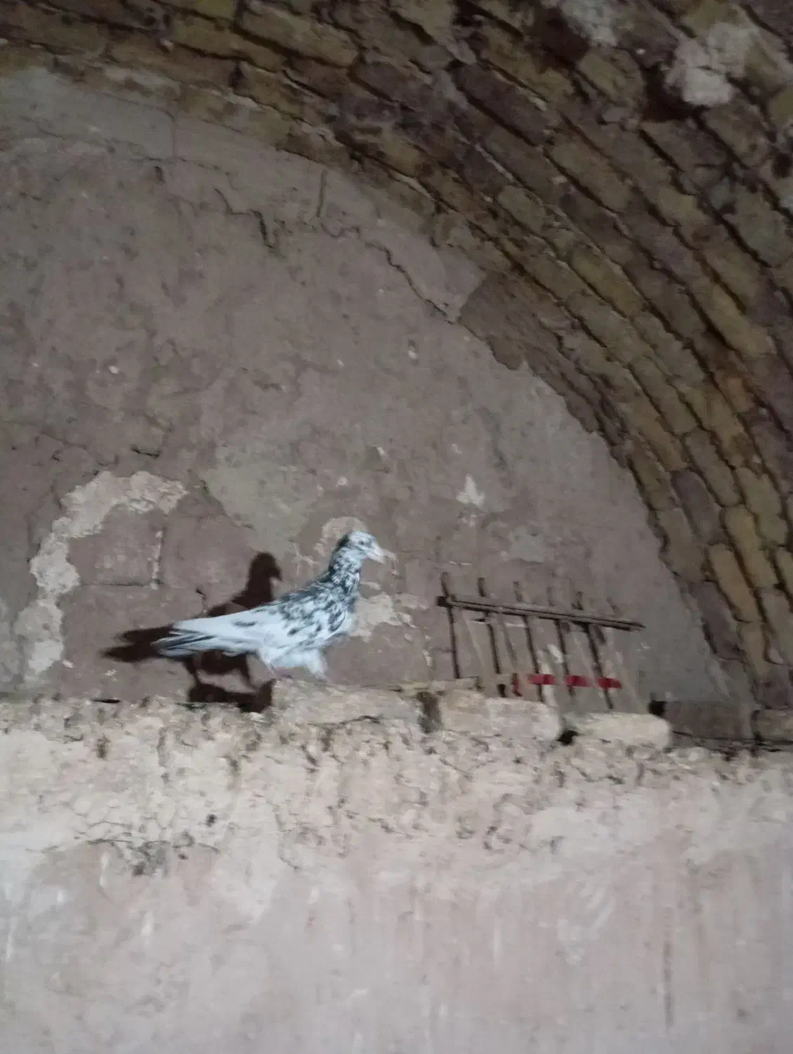 کبوتر|پرنده|نیشابور, مازول|دیوار