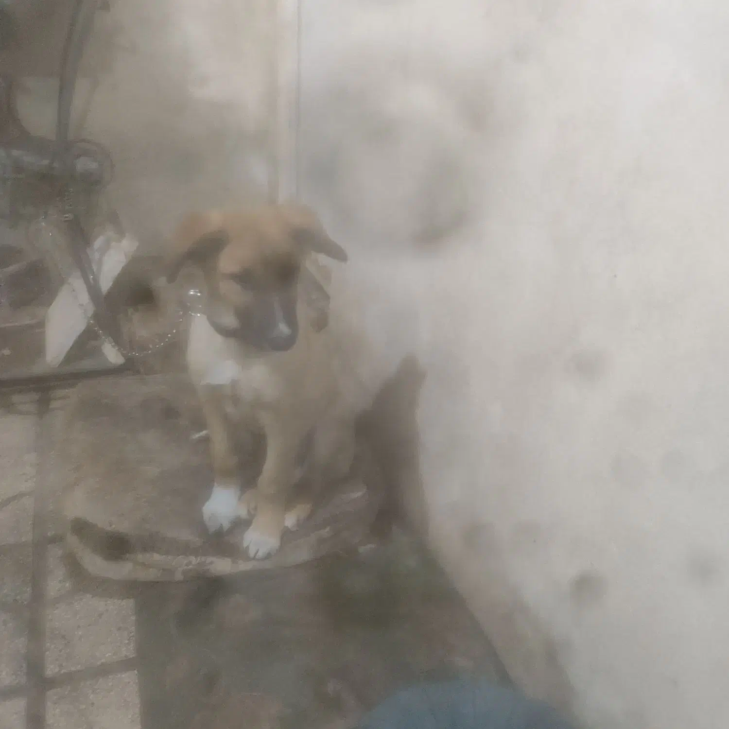 سگ. نگهبان|سگ|شیراز, بریجستون|دیوار