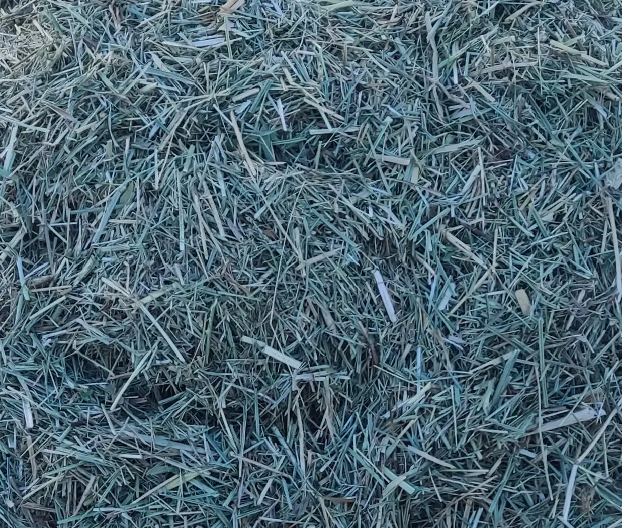 علف علوفه گیاه|حیوانات مزرعه|دیواندره, |دیوار