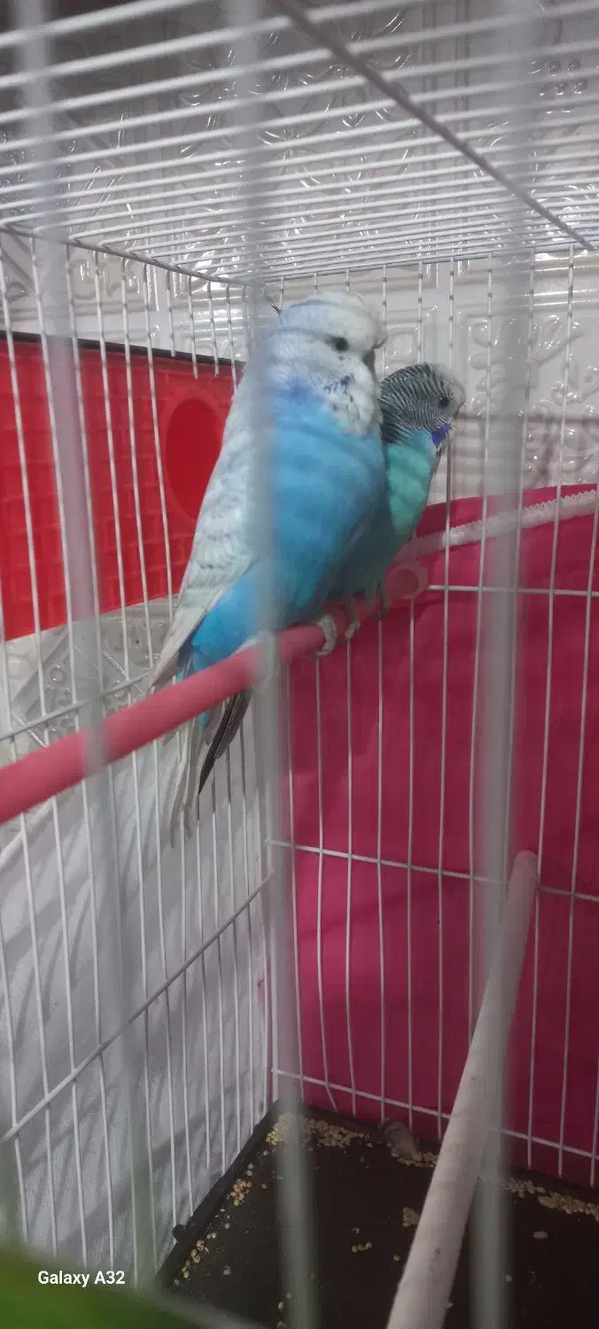 مرغ عشق انگلیسی. خیلی درشت. رنگ خواص|پرنده|قدس, شهرقدس|دیوار