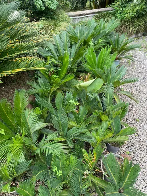 سیکاس|گل و گیاه طبیعی|نوشهر, |دیوار