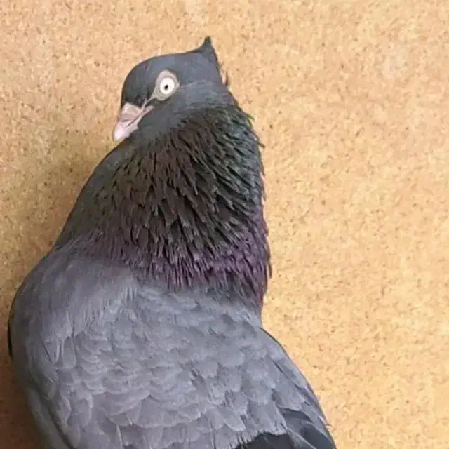 کبوترچشم ونوک|حیوانات|بروجن, |دیوار