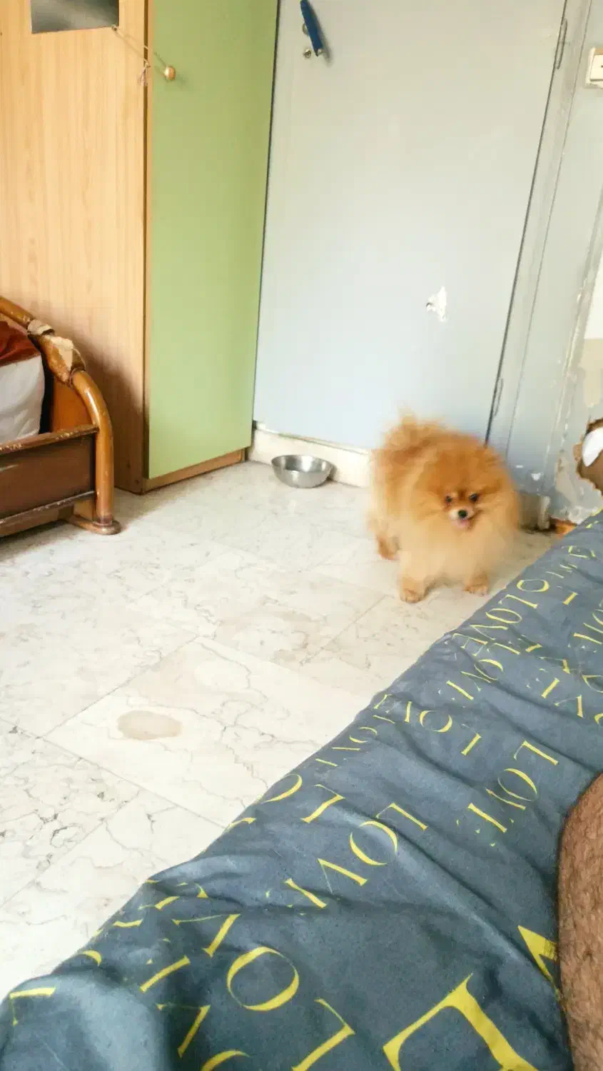 پامر خرسی|سگ|اهواز, زیتون کارمندی|دیوار