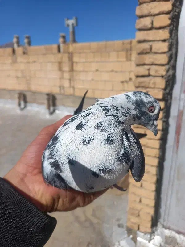 کبوتر پر|پرنده|لاران, |دیوار