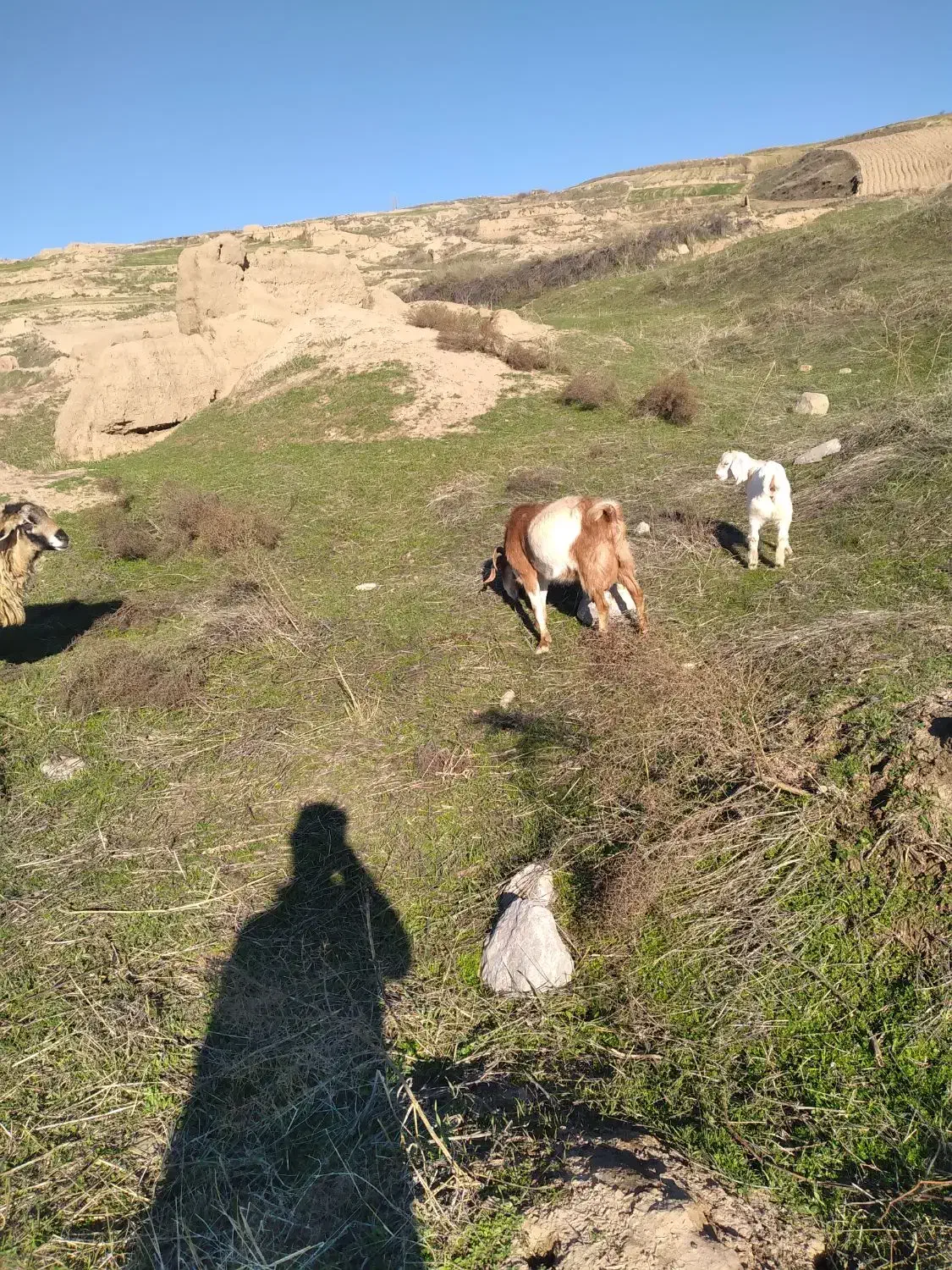 ۱۸۵۰۰۰۰۰۰|حیوانات مزرعه|گرمخان, |دیوار