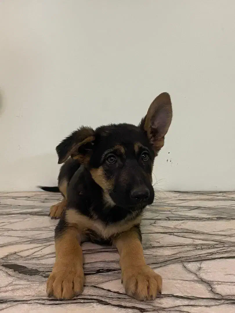 فروش دو توله ماده ژرمن اصل|سگ|کرمان, |دیوار