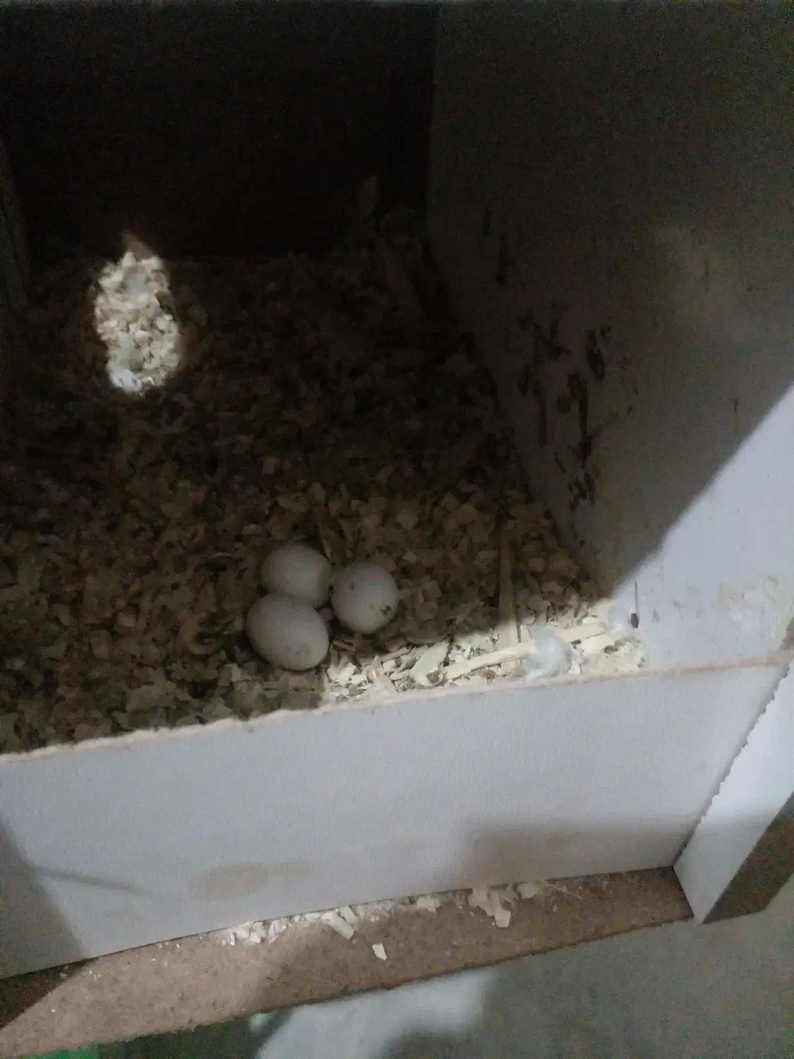 عروس هلندی|پرنده|مسجد سلیمان, |دیوار