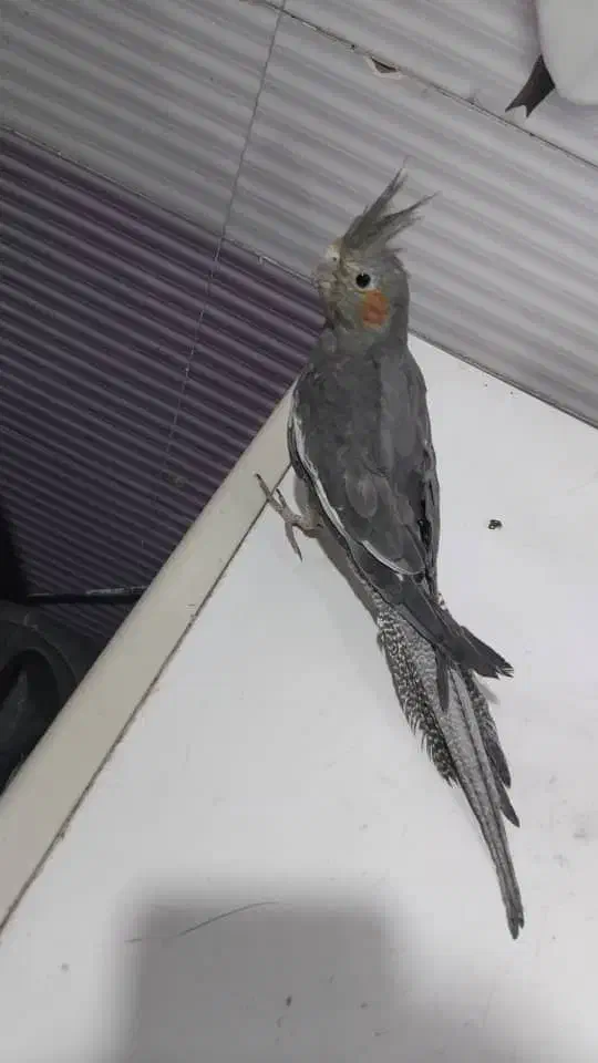 دو عدد عروس هلندی. نر. و ماده.|پرنده|شوشتر, |دیوار