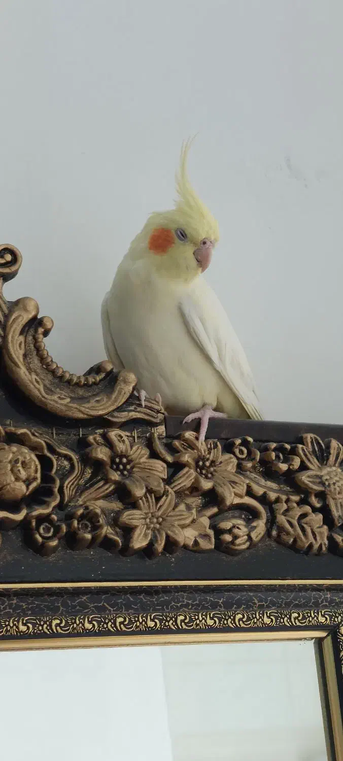 عروس هلندی بالغ|پرنده|پیر بکران, |دیوار