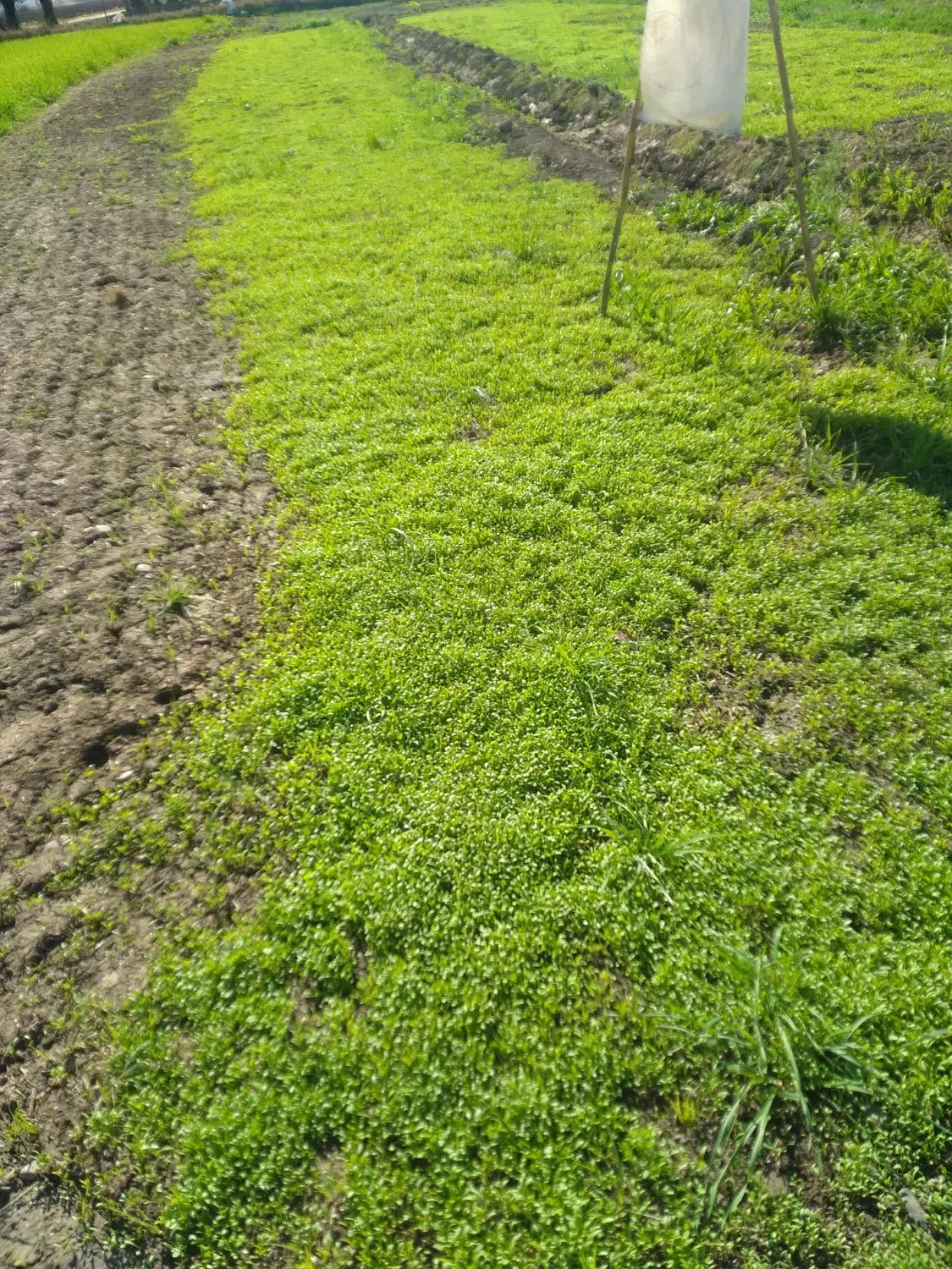 سبزی خوردن|خوردنی و آشامیدنی|فاضل آباد, |دیوار