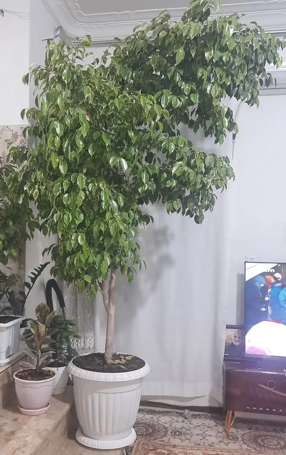 گل بنجامین برگ سبز|گل و گیاه طبیعی|ارومیه, |دیوار