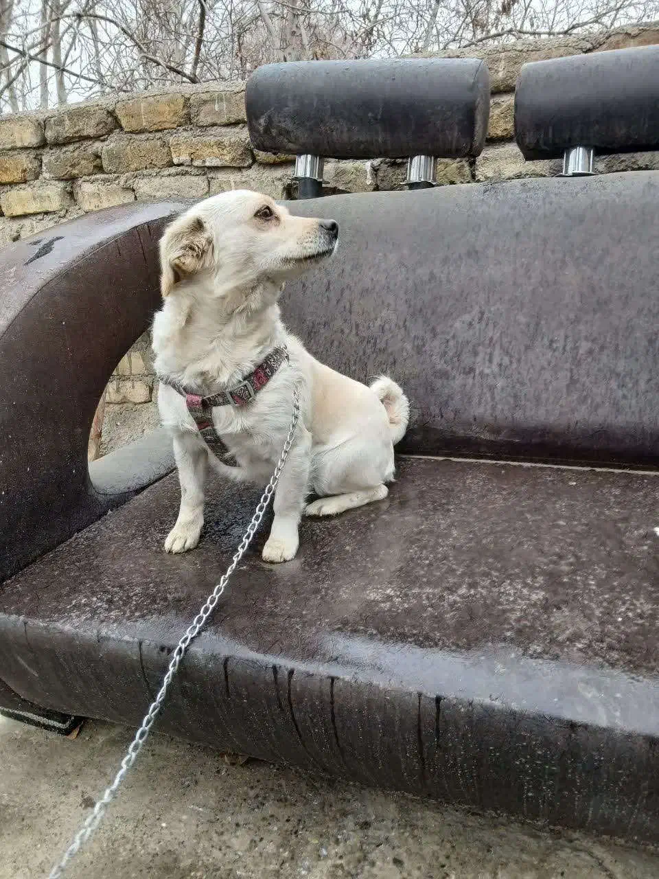 سگ پیدا شده|حیوانات|اصفهان, بوستان ناژوان|دیوار