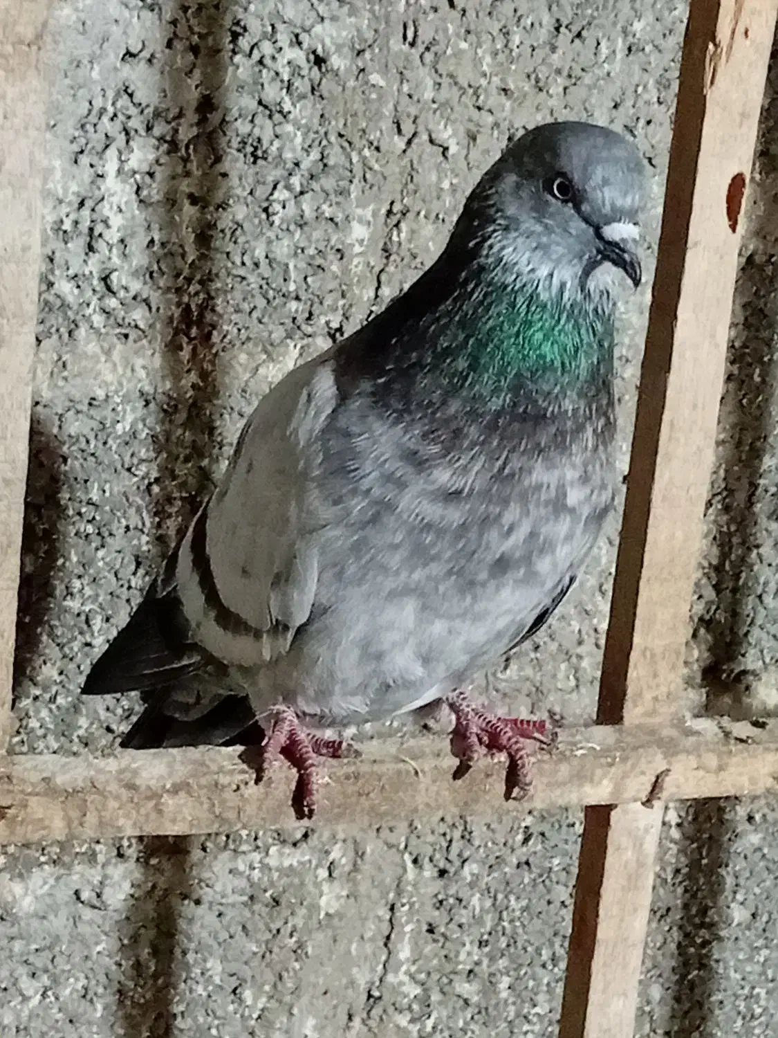 کبوتر|پرنده|رشت, احمد گوراب|دیوار