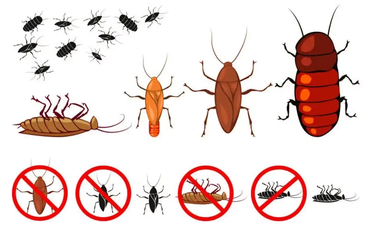 سوسک کشی ۱۰۰٪ تضمینی|خدمات نظافت|اردبیل, |دیوار