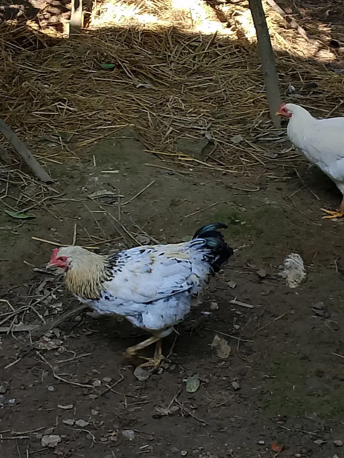 نیمچه خروس محلی(کبابی)|حیوانات مزرعه|ماکلوان, |دیوار