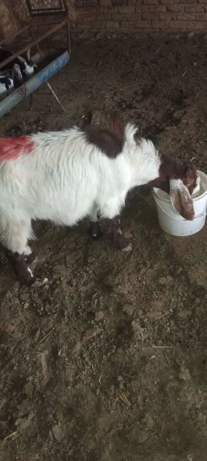 بز استاق|حیوانات مزرعه|تربت جام, شهید مدرس|دیوار