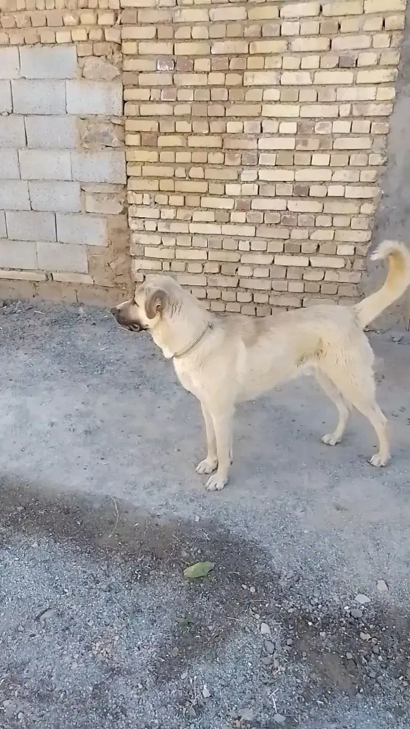 سگ سراب اصیل|سگ|تویسرکان, |دیوار