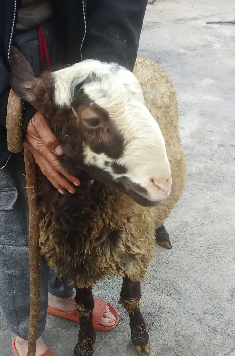 کاور ورن|حیوانات مزرعه|دینور, |دیوار