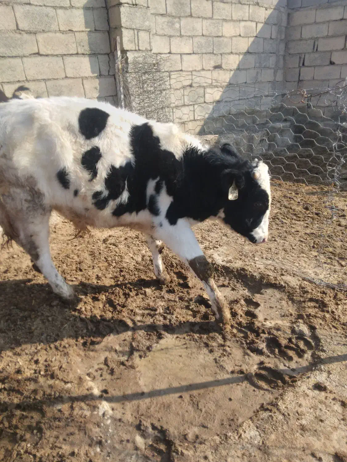 گوساله نر|حیوانات مزرعه|چناران, |دیوار