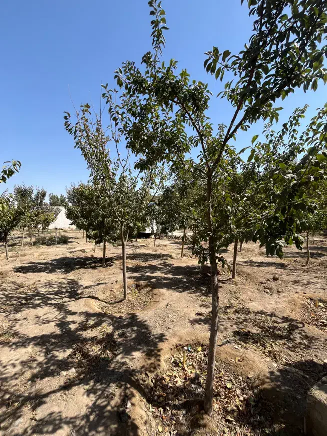 ۲۶۰۰متر زمین/سند تکبرگ/چهاردیواری|فروش زمین و ملک کلنگی|محمدشهر, عباس آباد|دیوار