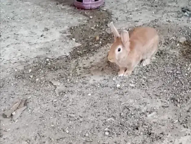 خرگوش|موش و خرگوش|نجفآباد, کشاورز|دیوار