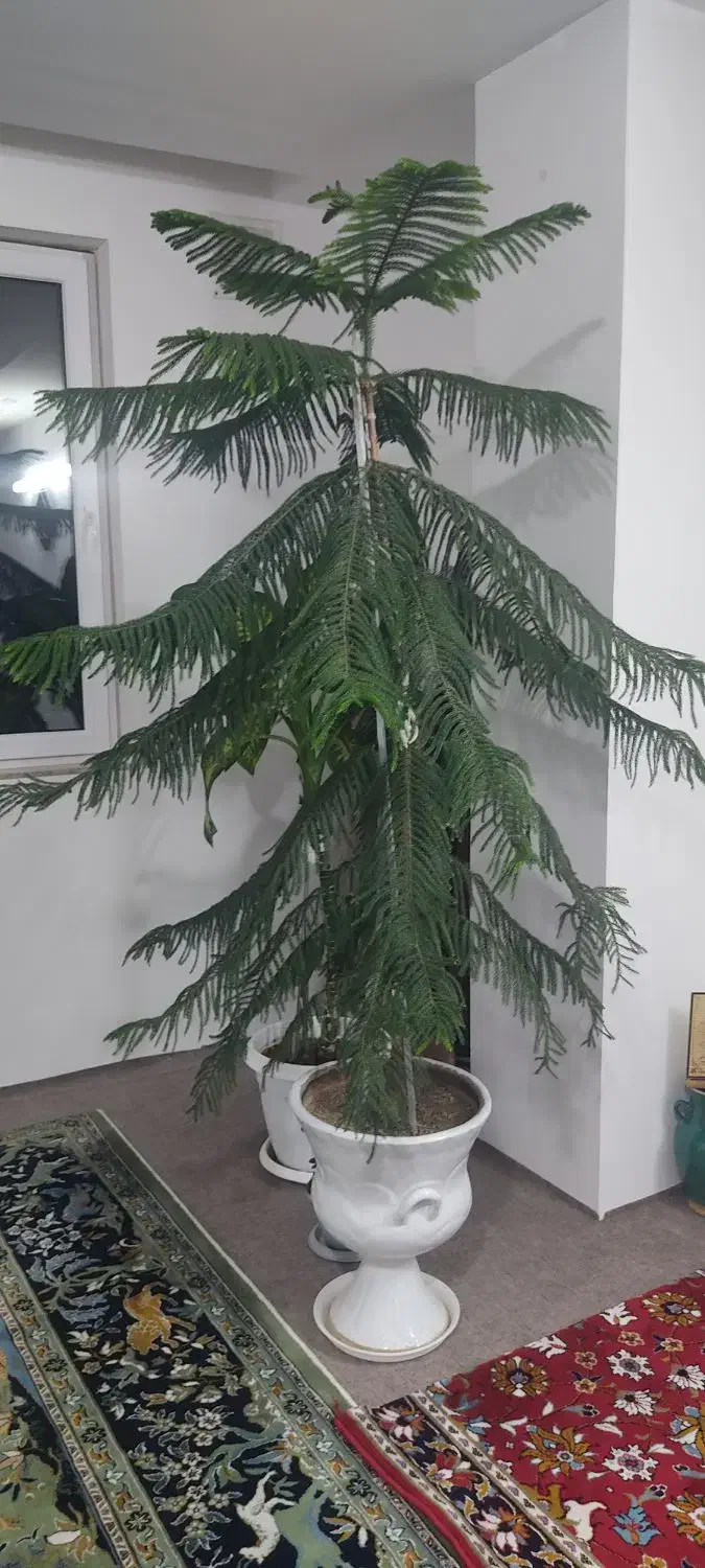 گل مطبخ|گل و گیاه طبیعی|زنجان, |دیوار