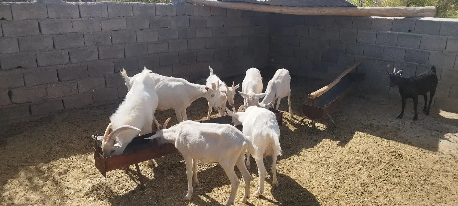 بزسانن‌آبستن|حیوانات مزرعه|فریمان, |دیوار