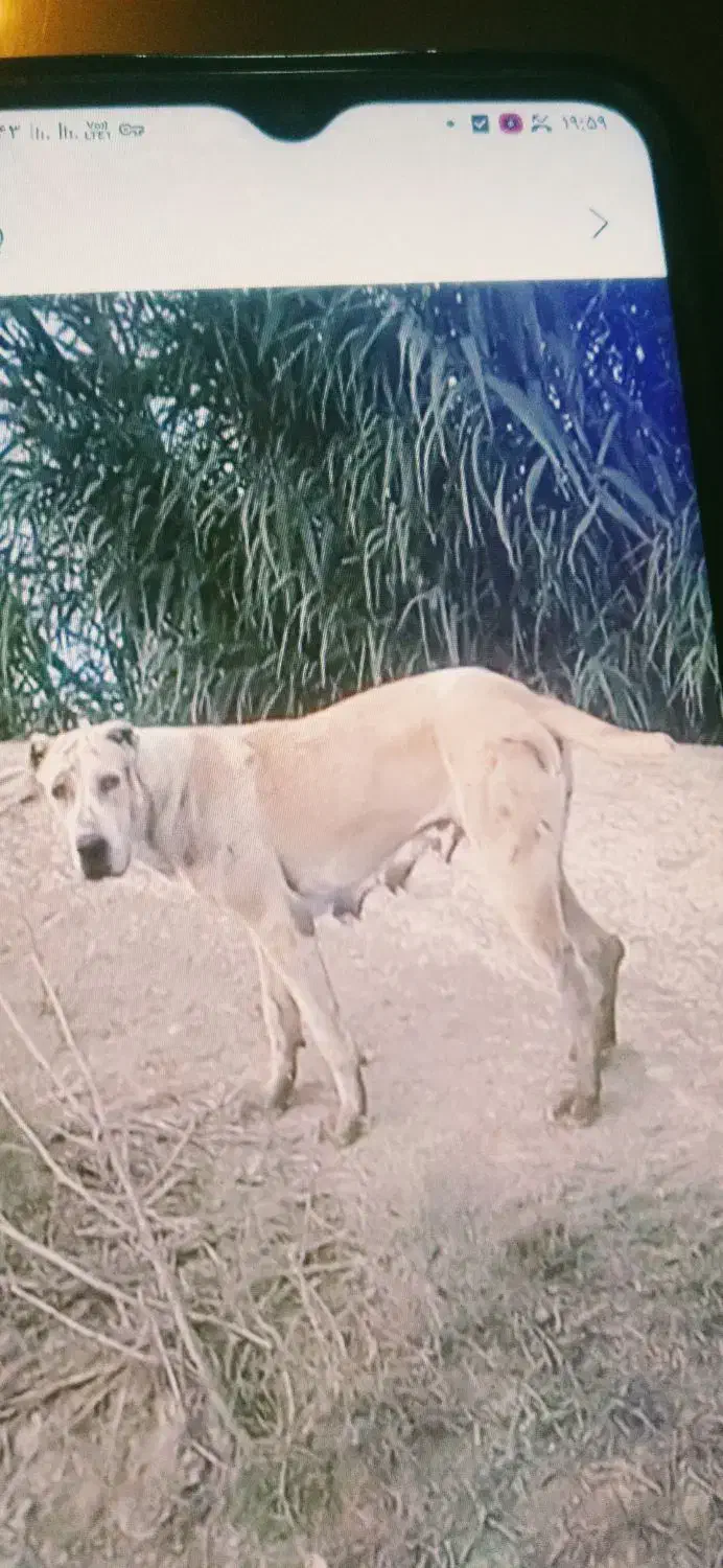 سگ گمشده|سگ|سیمین شهر, |دیوار