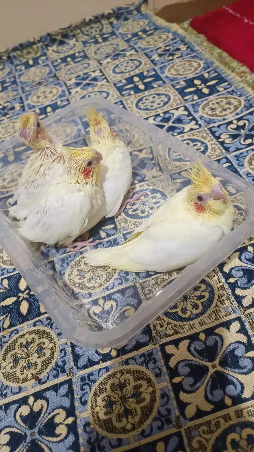 جوجه عروس هلندی سرلاکی|پرنده|محمدیه-قزوین, |دیوار