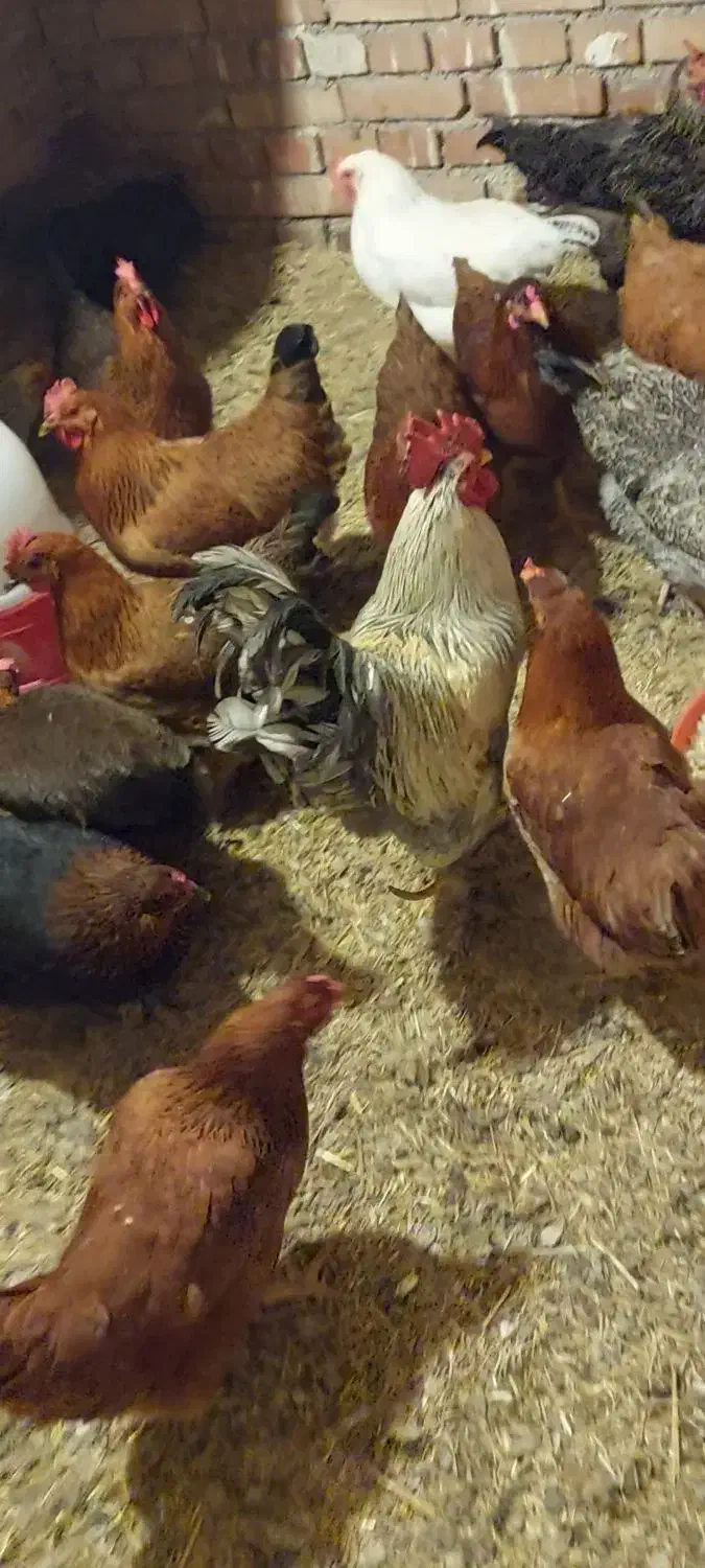 فروش مرغ و خروس|حیوانات مزرعه|ارومیه, |دیوار