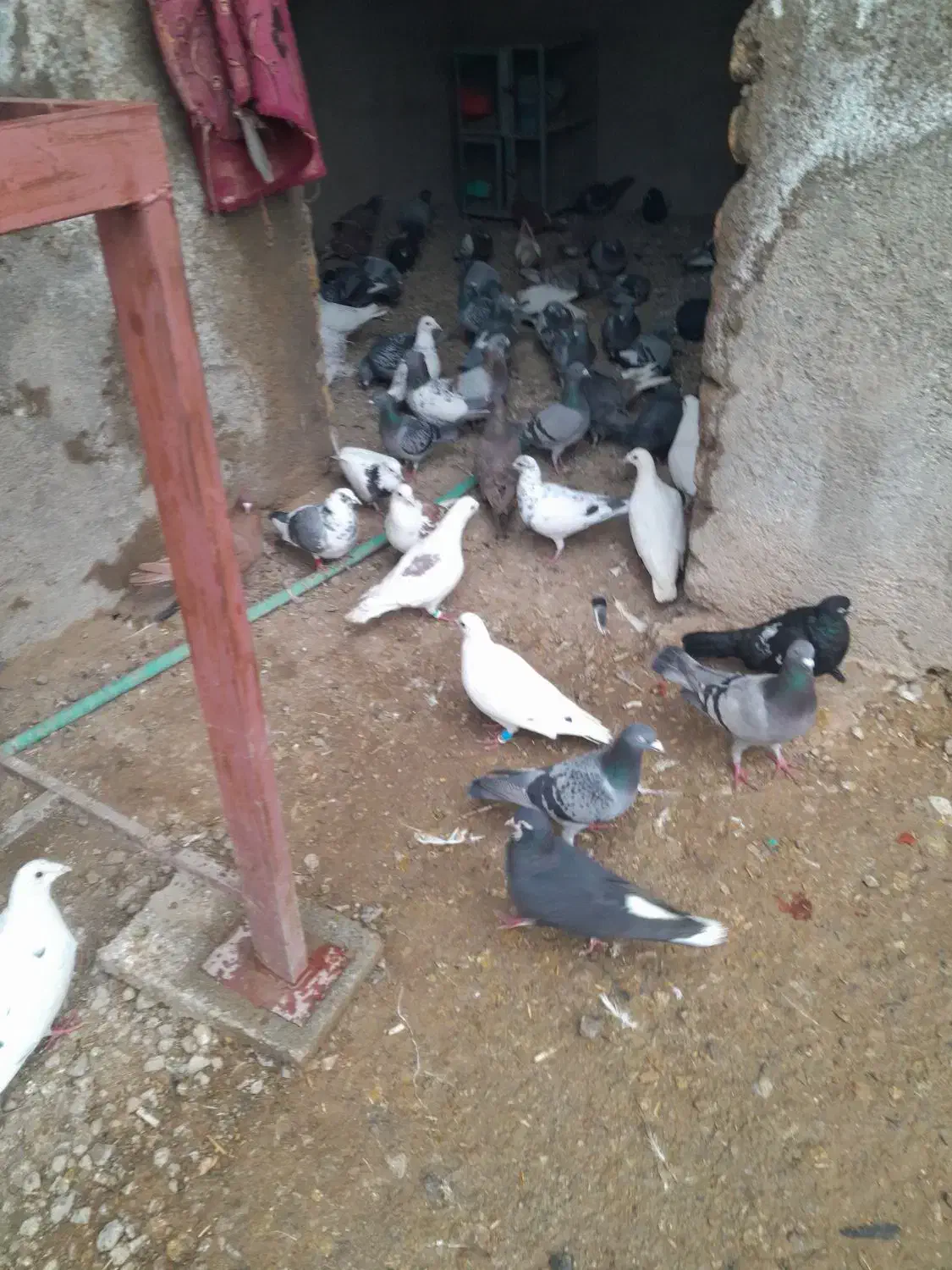 ۱۰۰ کبوتر از ۱۵۰ تا ۲۰۰ تا ۲۵۰|پرنده|مرودشت, نقش رستم|دیوار