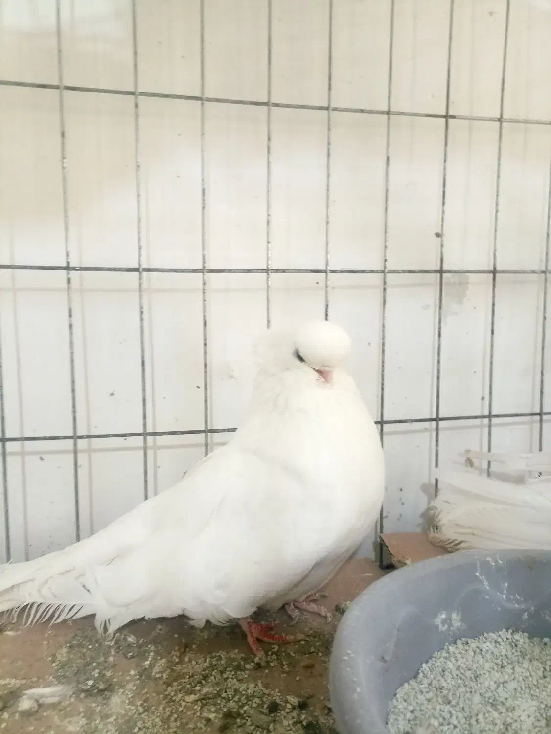 کبوتر نوک قنار|پرنده|آق قلا, |دیوار