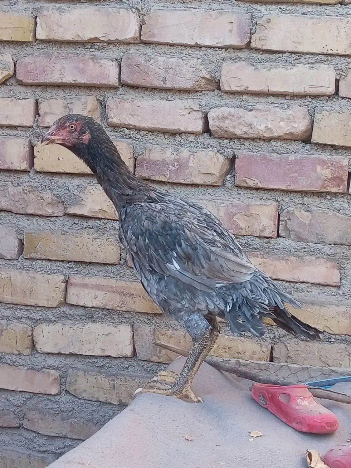 جوجه مرغ لاری|حیوانات مزرعه|تربت جام, کشتارگاه|دیوار