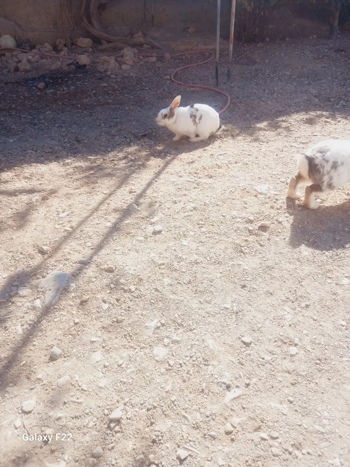 خرگوش|موش و خرگوش|چناران, |دیوار