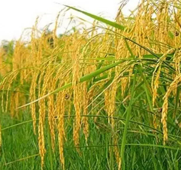 برنج هاشمی درجه یک سورتینگ زده|خوردنی و آشامیدنی|کلاچای, |دیوار