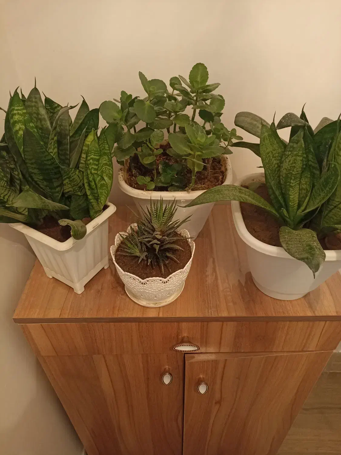 گل سانسوریا قاشقی و هاورتیا|گل و گیاه طبیعی|سهند, |دیوار