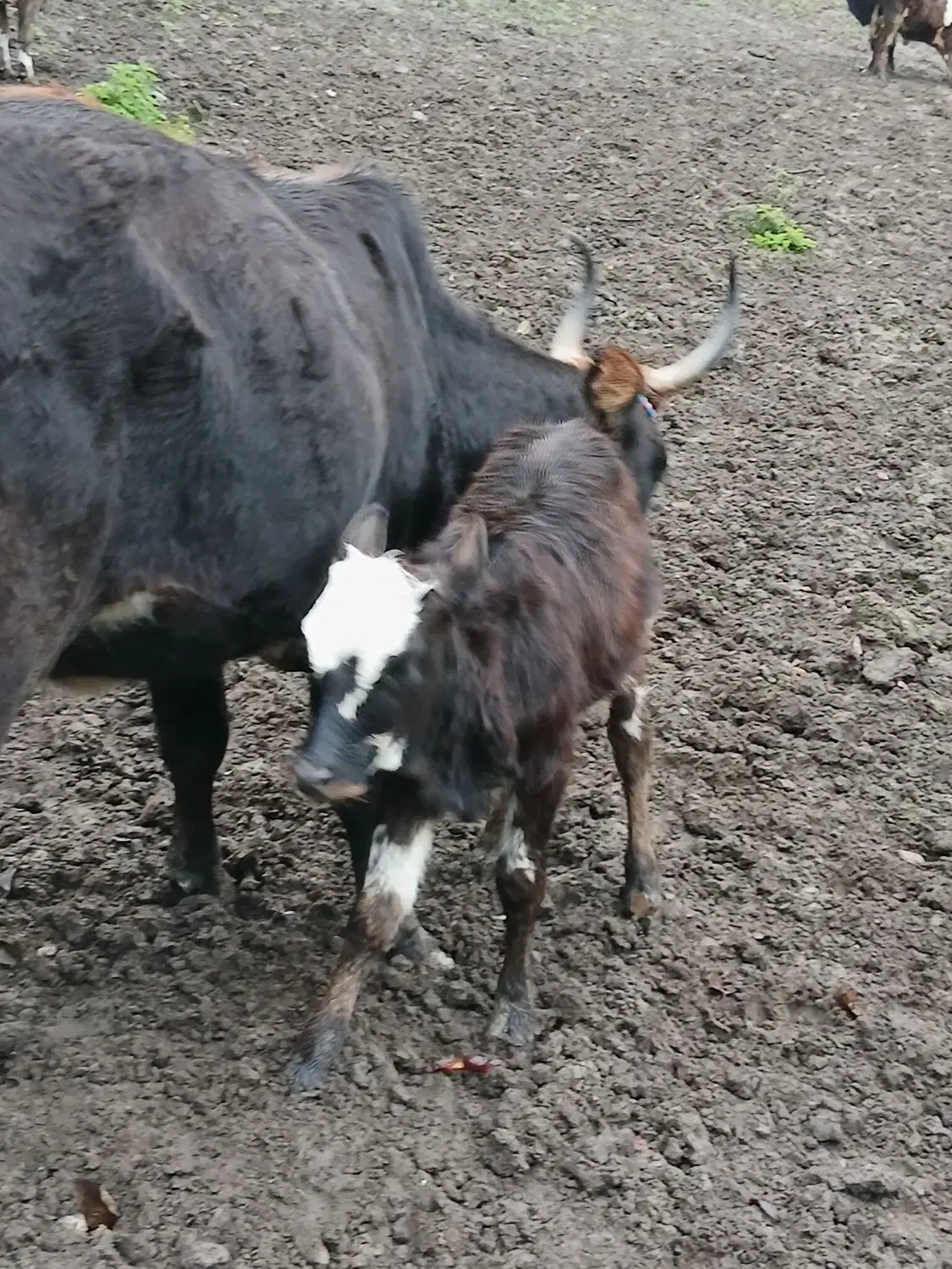 گاو چالوسی با گوساله|حیوانات مزرعه|دیلمان, |دیوار