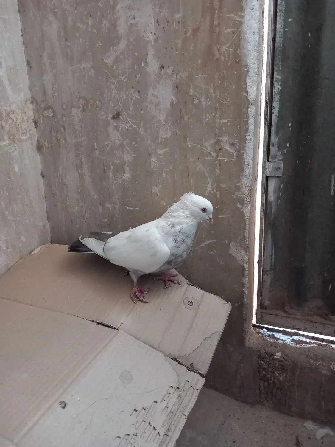 پرنده(کبوتر)|پرنده|کهک, |دیوار