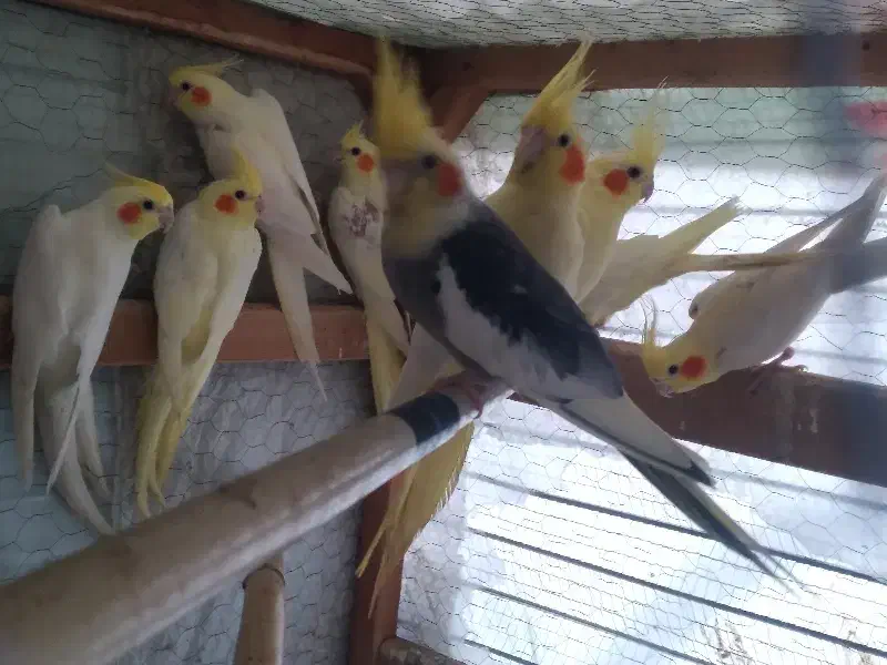 فروش فوری کل مجموعه طوطی عروس با قفس|پرنده|قائمشهر, |دیوار