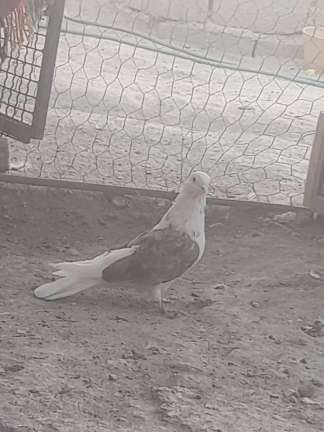 کبوتر|پرنده|بافت, |دیوار